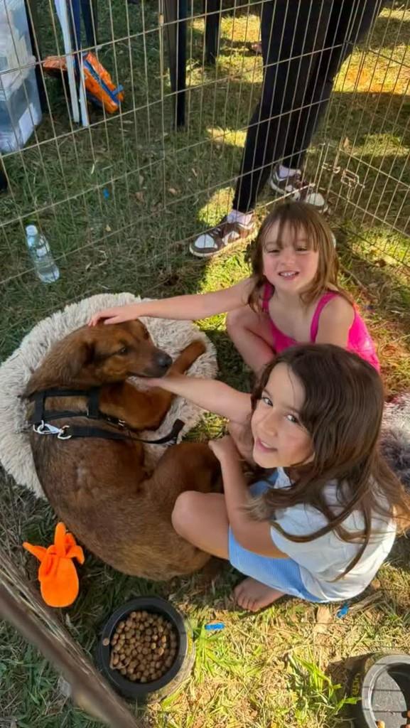Danette, cadela de porte grande para adoção em São José do Rio Preto - SP