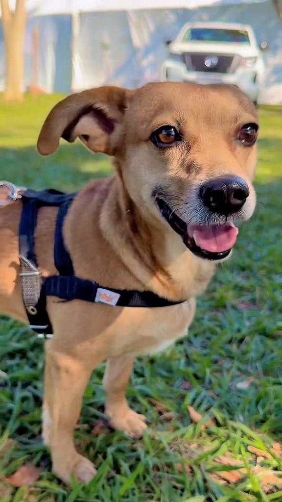 Caramelo Oásis, cachorro de porte pequeno para adoção em São José do Rio Preto - SP