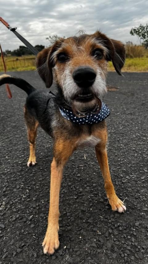 Floriano, cachorro de porte médio para adoção em São José do Rio Preto - SP
