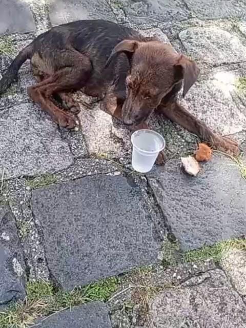 Glorinha, cachorro de porte pequeno para adoção em Rebouças - PR