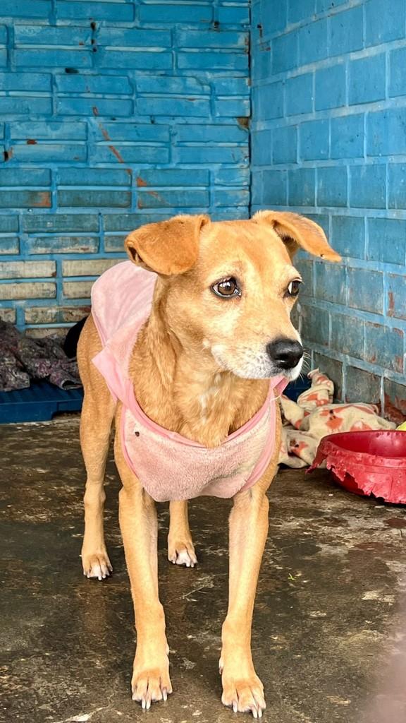 Pitaya, cadela de porte pequeno para adoção em Novo Hamburgo - RS