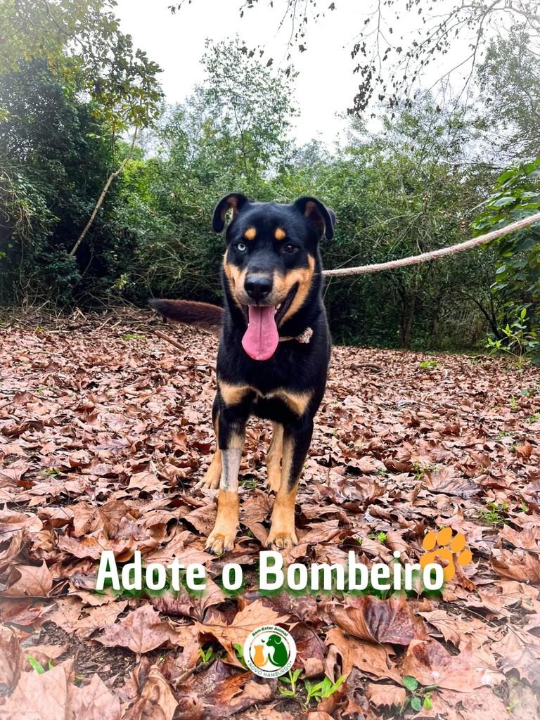 Bombeiro, cachorro de porte médio para adoção em Novo Hamburgo - RS