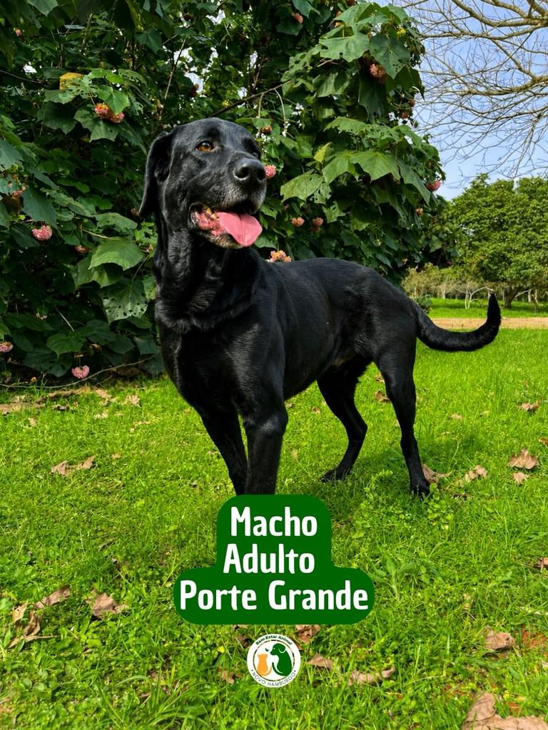 Filipo, cachorro de porte grande para adoção em Novo Hamburgo - RS