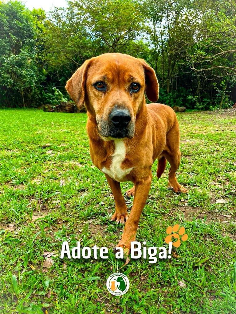 Biga, cadela de porte médio para adoção em Novo Hamburgo - RS