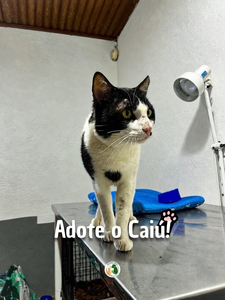 Caiú, gato de porte médio para adoção em Novo Hamburgo - RS