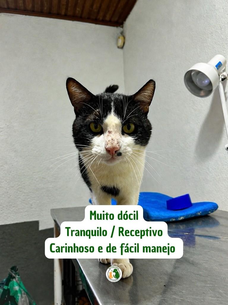 Caiú, gato de porte médio para adoção em Novo Hamburgo - RS — foto 2 de 2