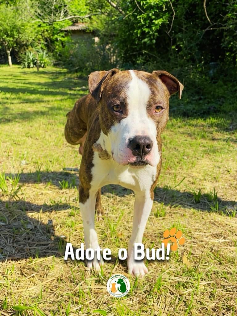 Bud, cachorro de porte médio para adoção em Novo Hamburgo - RS