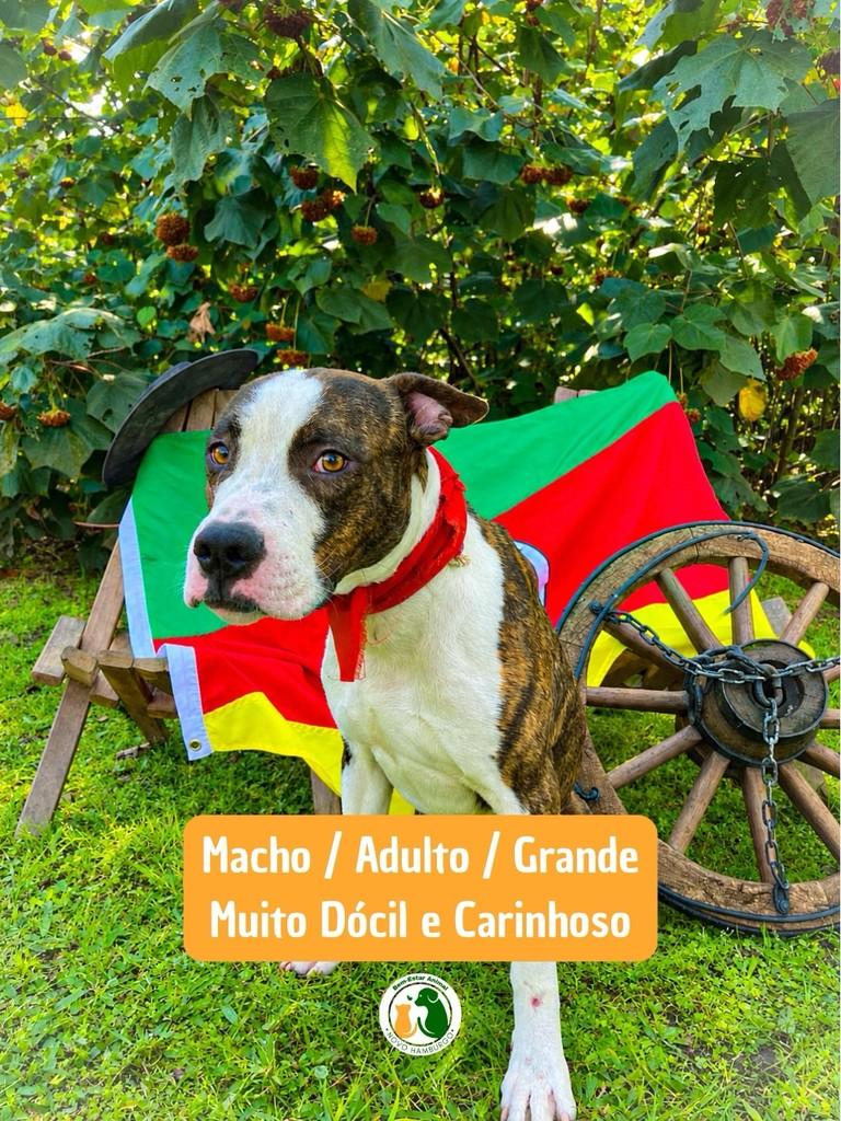 Bud, cachorro de porte médio para adoção em Novo Hamburgo - RS — foto 2 de 2