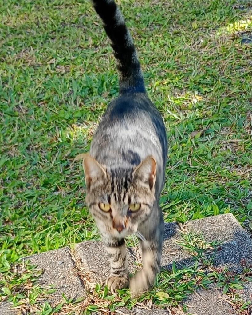 Sou, gata de porte pequeno para adoção em Porto Belo - SC