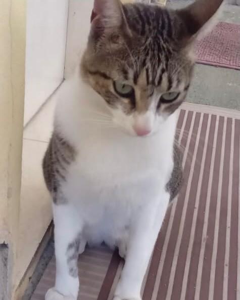 Memphis, gato de porte médio para adoção em Porto Belo - SC