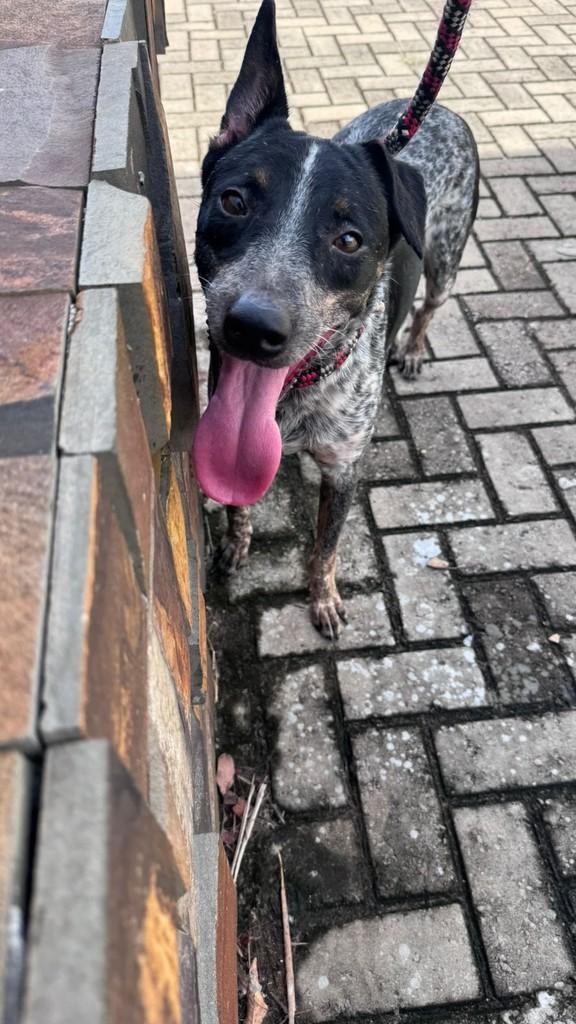 Jack, cachorro de porte médio para adoção em Araraquara - SP