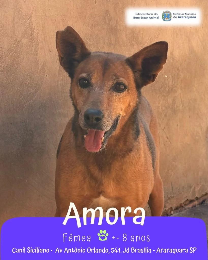 Amora, cadela de porte médio para adoção em Araraquara - SP