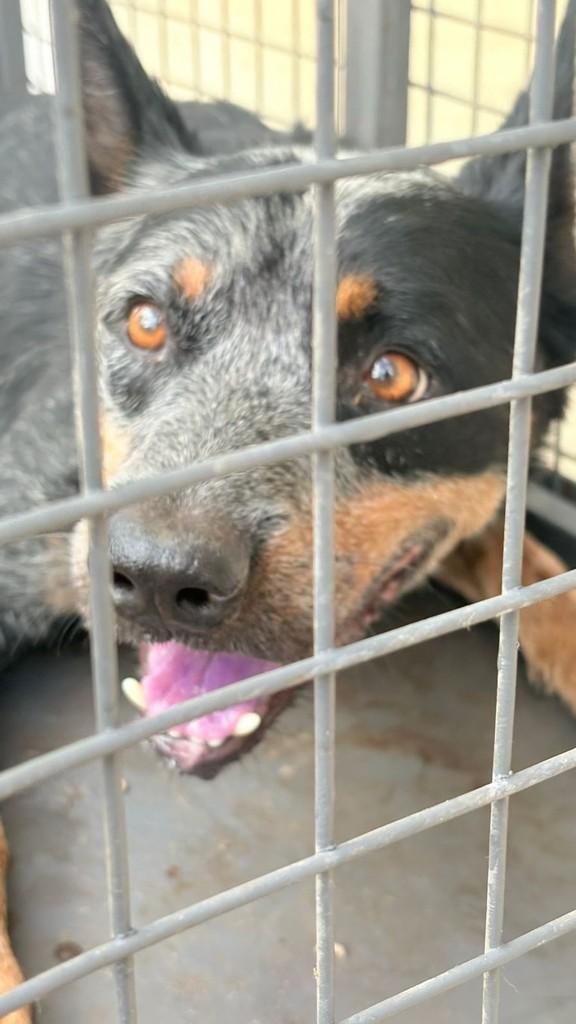 Amor, cachorro de porte pequeno para adoção em Araraquara - SP