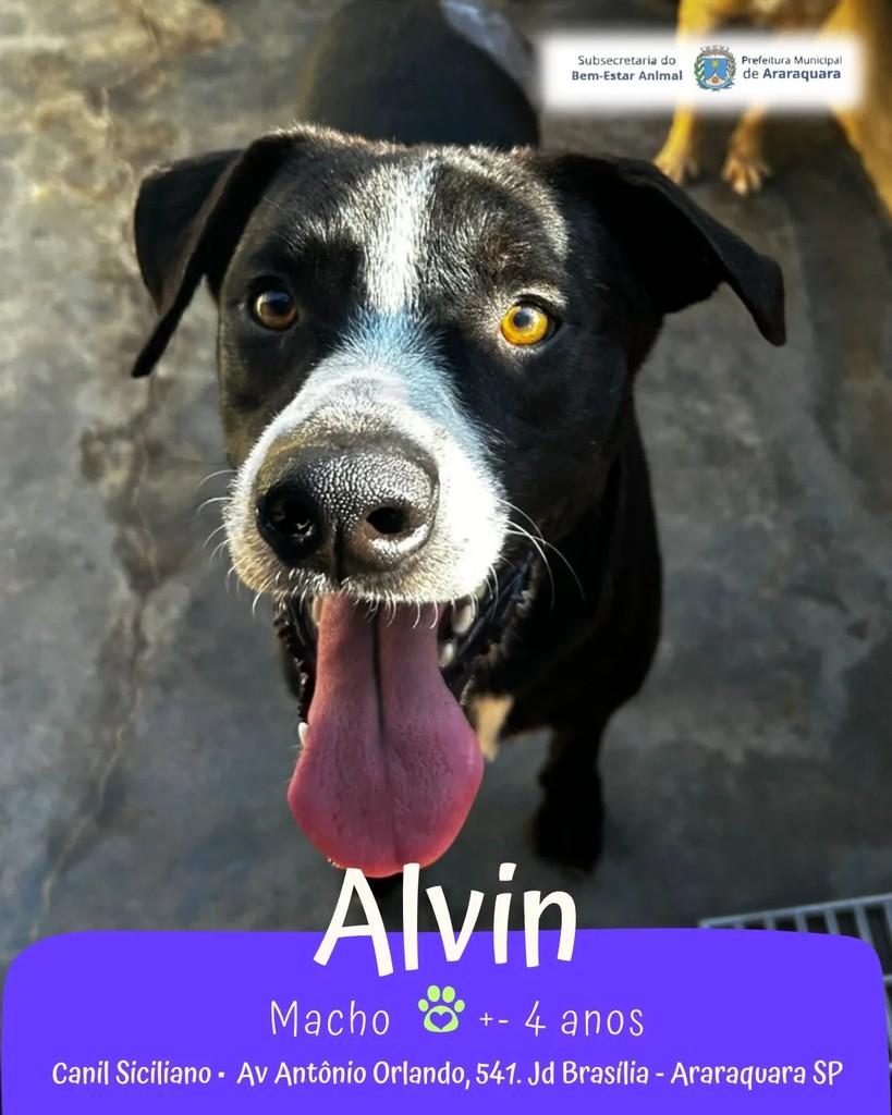 Alvin, cachorro de porte médio para adoção em Araraquara - SP