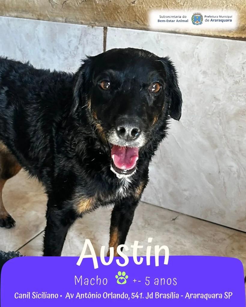 Austin, cachorro de porte médio para adoção em Araraquara - SP