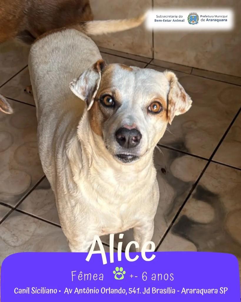 Alice, cadela de porte médio para adoção em Araraquara - SP