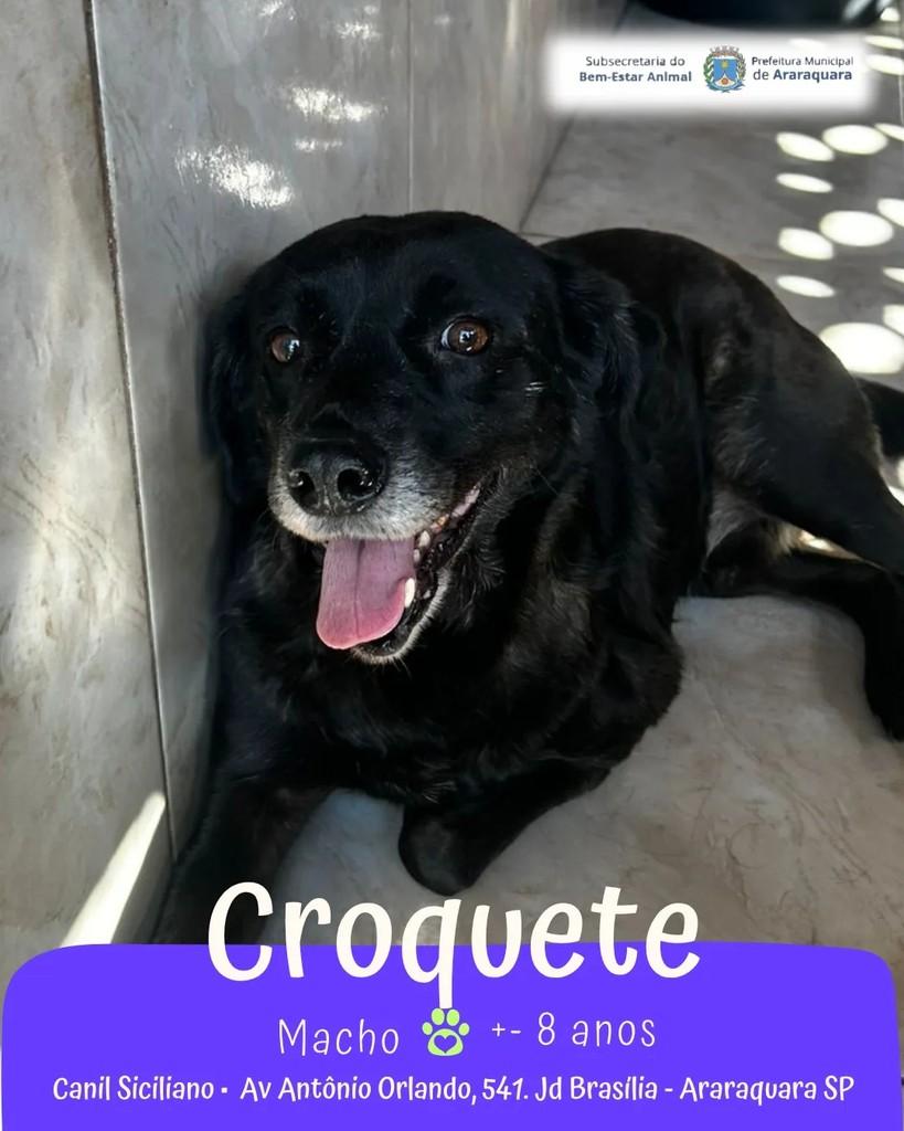 Croquete, cachorro de porte médio para adoção em Araraquara - SP