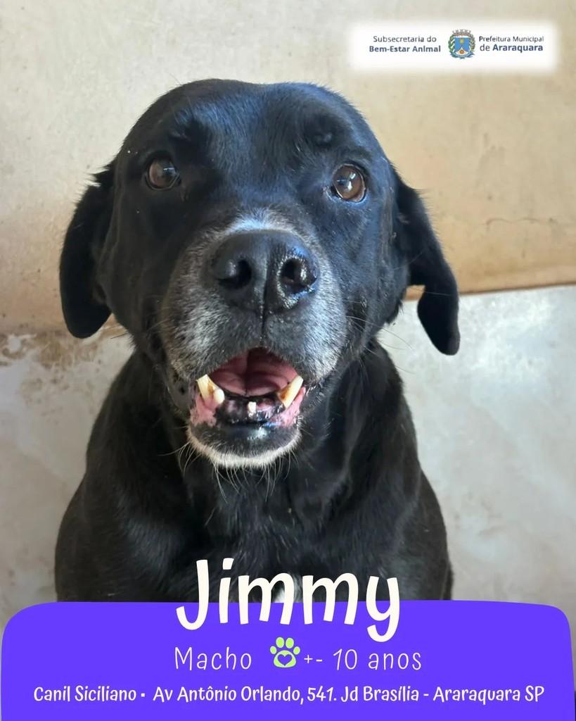 Jimmy, cachorro para adoção em Araraquara - SP