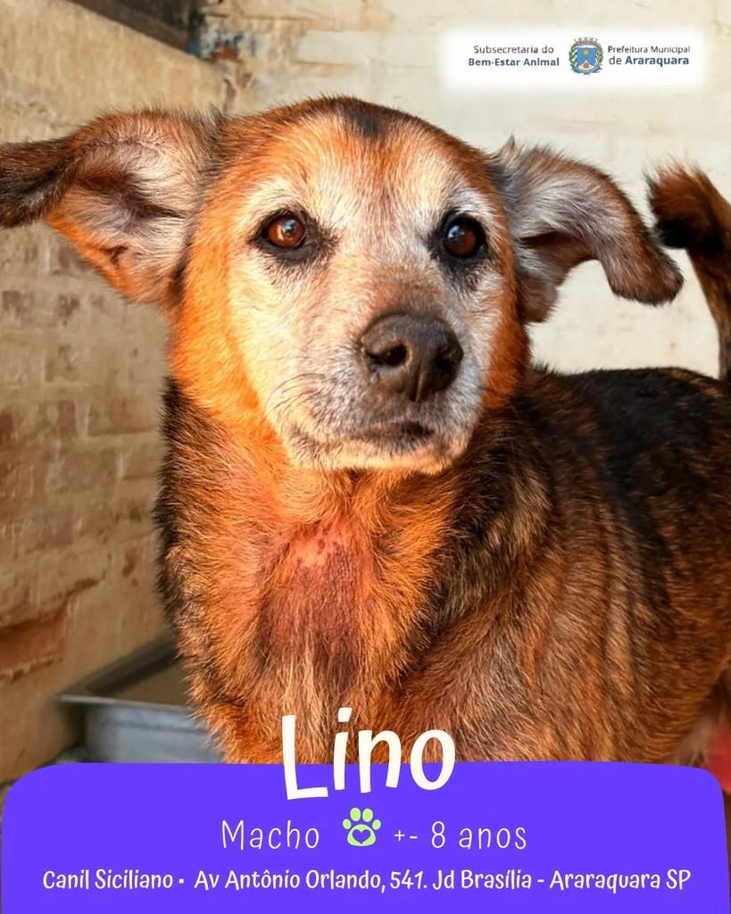 Lino, cachorro de porte médio para adoção em Araraquara - SP