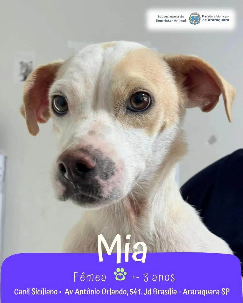 Mis, cachorro de porte pequeno para adoção em Araraquara - SP