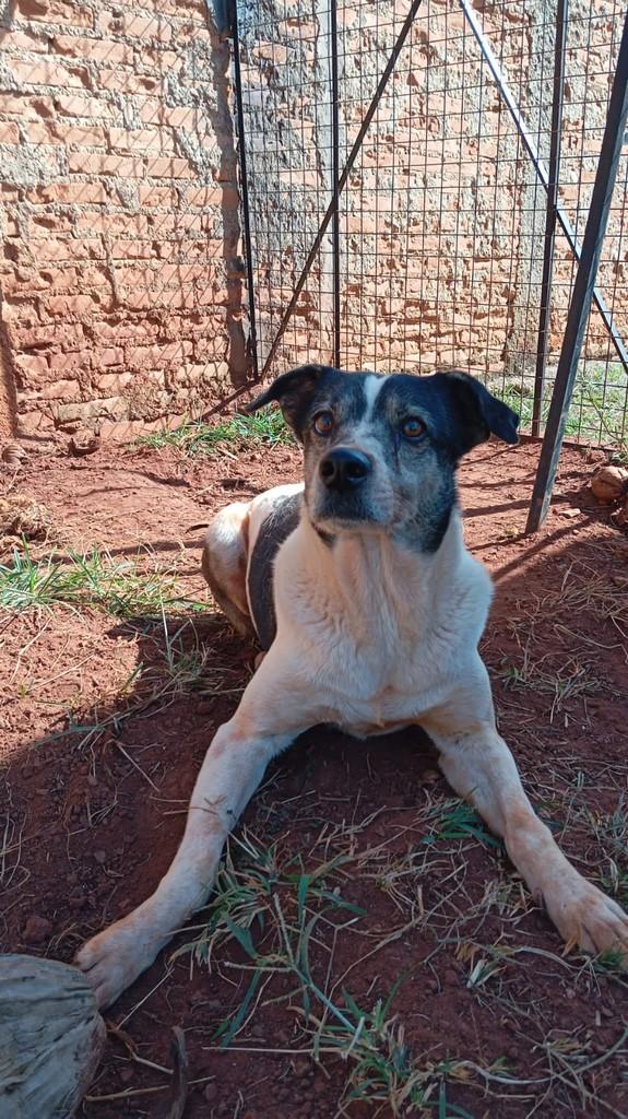 Damon, cachorro de porte médio para adoção em Araraquara - SP