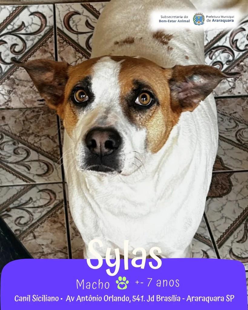 Sylas, cachorro de porte médio para adoção em Araraquara - SP