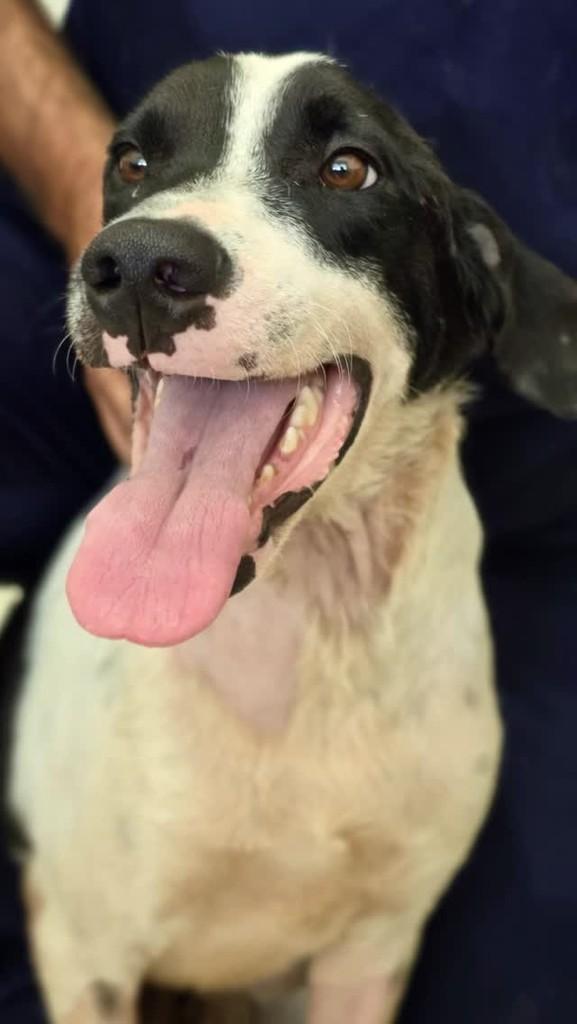 Van Gogh, cachorro de porte médio para adoção em Araraquara - SP