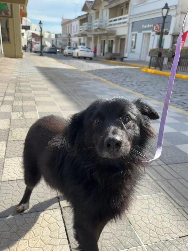 Nero, cachorro de porte médio para adoção em Garibaldi - RS