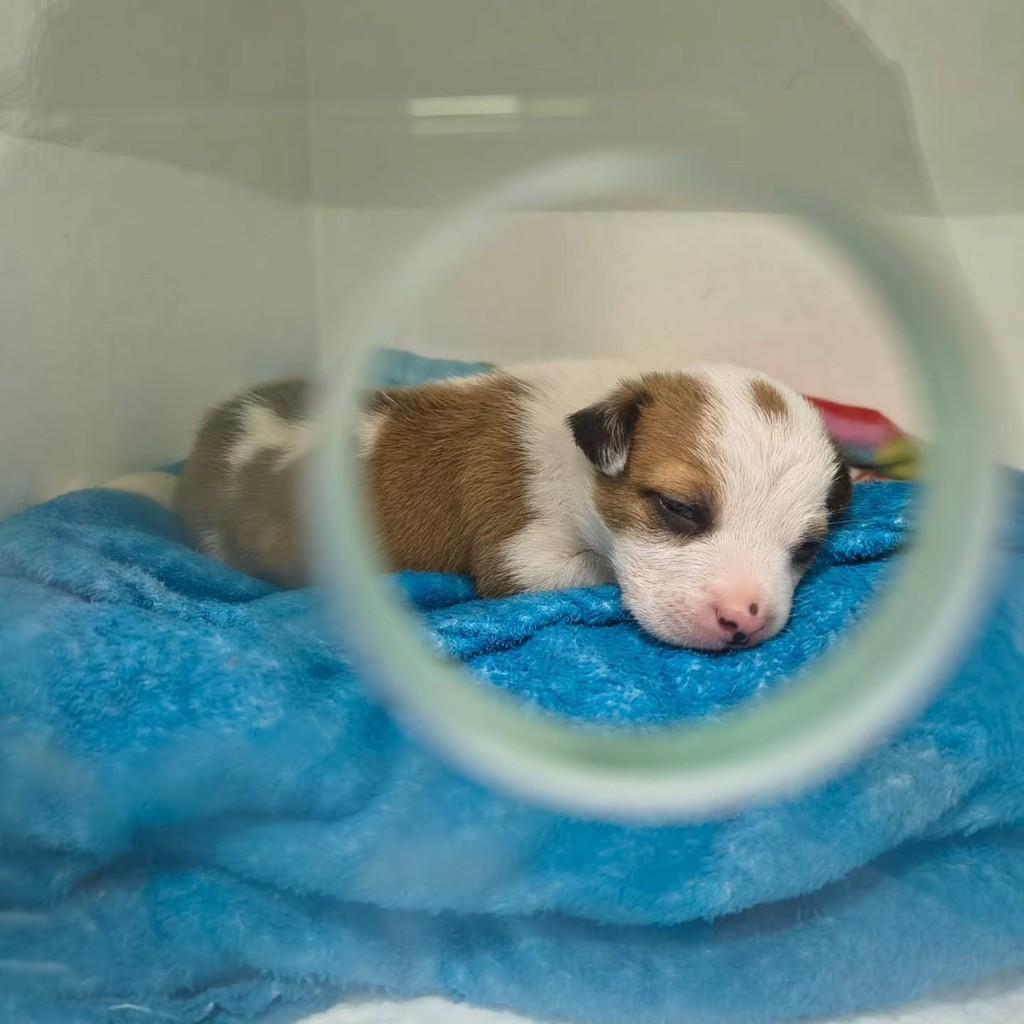 Frederico, cachorro de porte pequeno para adoção em Garibaldi - RS