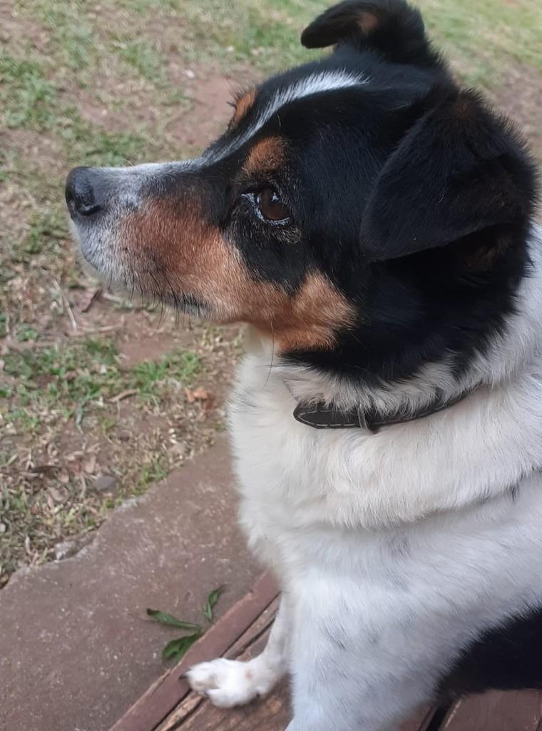 Pingo, cachorro de porte médio para adoção em Garibaldi - RS