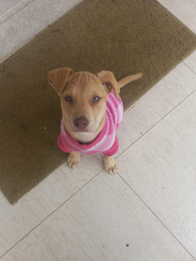 Ted, cachorro de porte pequeno para adoção em Garibaldi - RS
