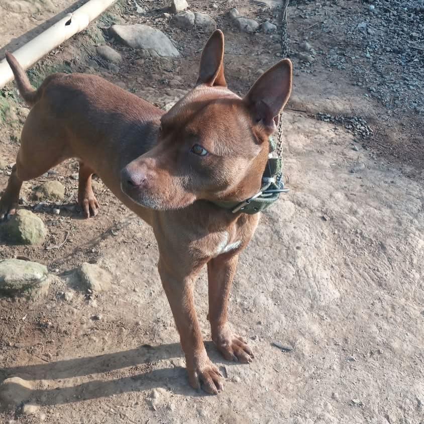 Zeus, cachorro de porte médio para adoção em Garibaldi - RS