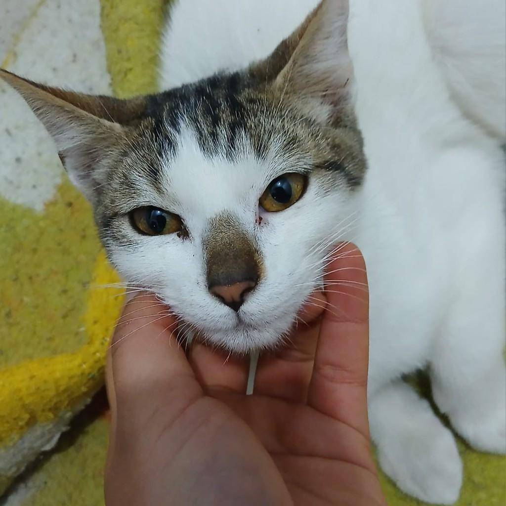 Nino, gato de porte pequeno para adoção em Garibaldi - RS