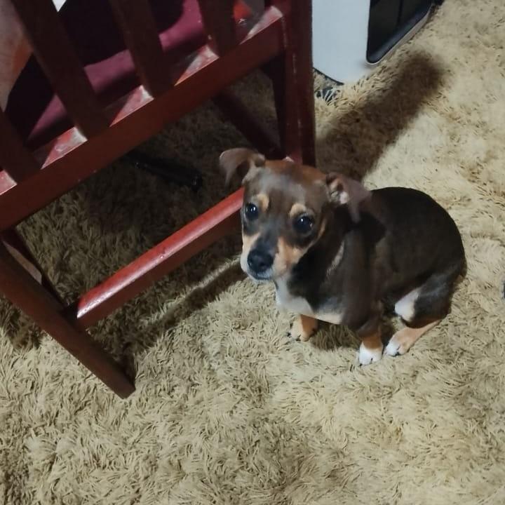 Bobi, cachorro de porte pequeno para adoção em Garibaldi - RS