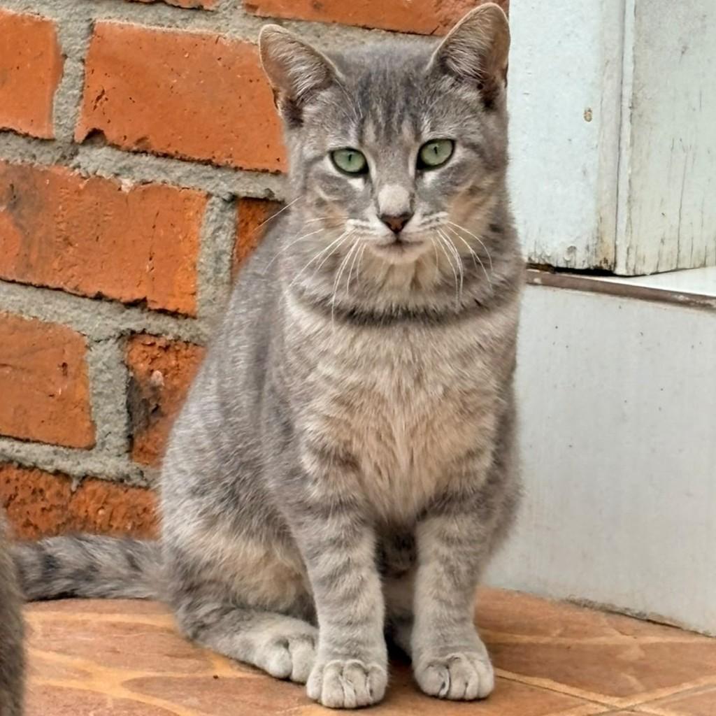 Jade, gato de porte pequeno para adoção em Garibaldi - RS