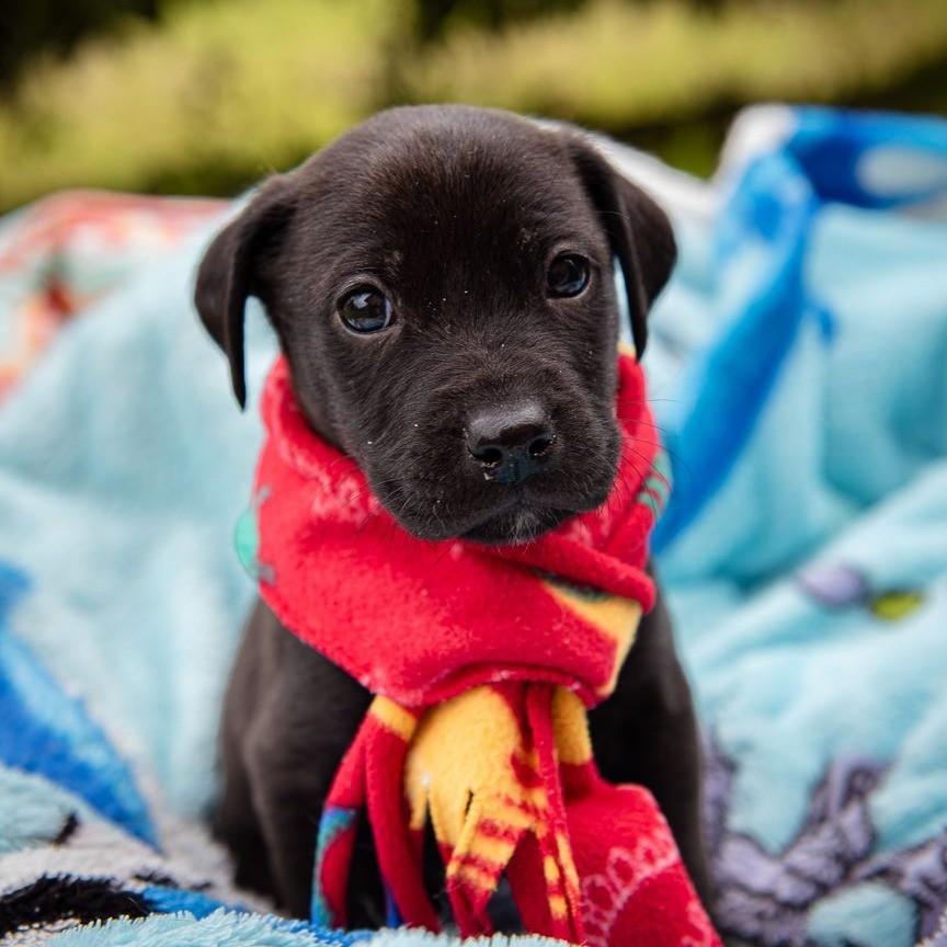 Muffin, cachorro de porte pequeno para adoção em Garibaldi - RS