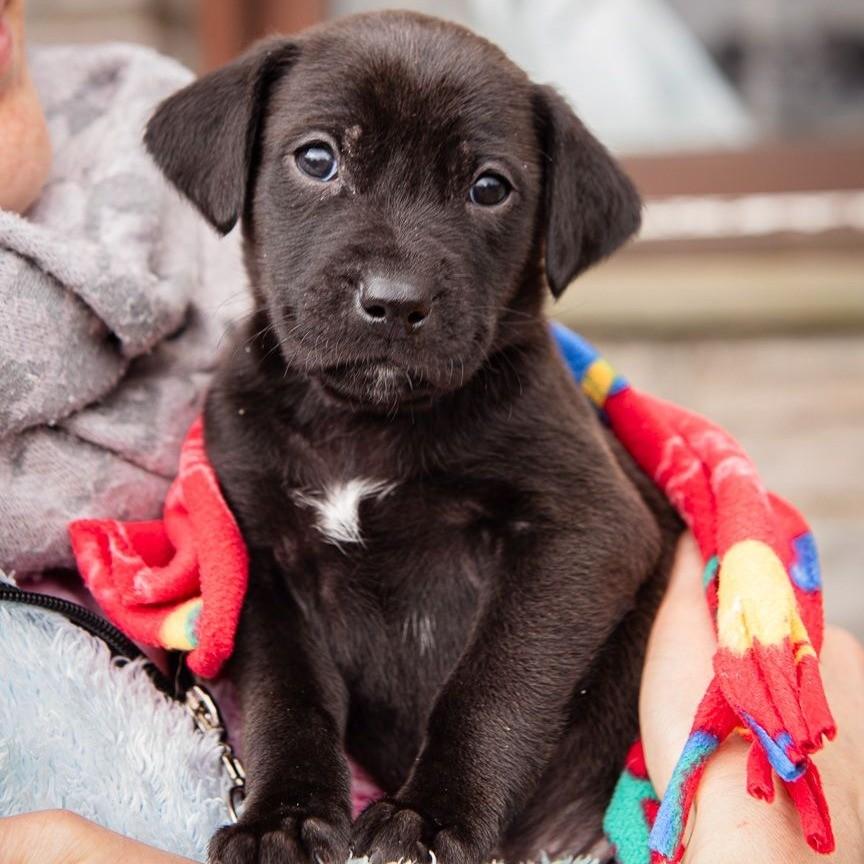 Muffin, cachorro de porte pequeno para adoção em Garibaldi - RS — foto 2 de 6