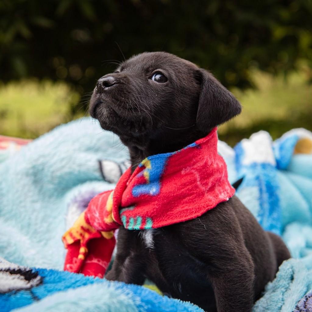 Muffin, cachorro de porte pequeno para adoção em Garibaldi - RS — foto 3 de 6