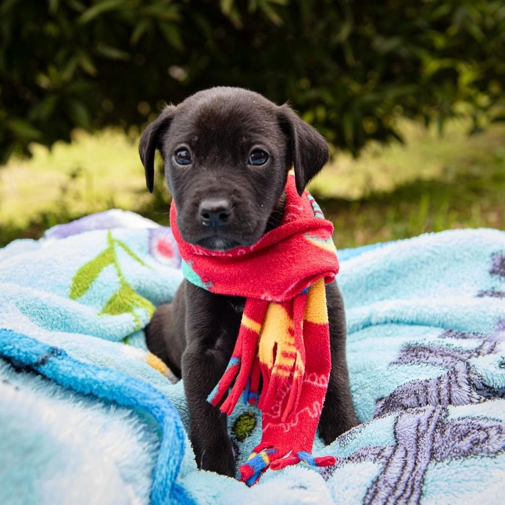Muffin, cachorro de porte pequeno para adoção em Garibaldi - RS — foto 4 de 6