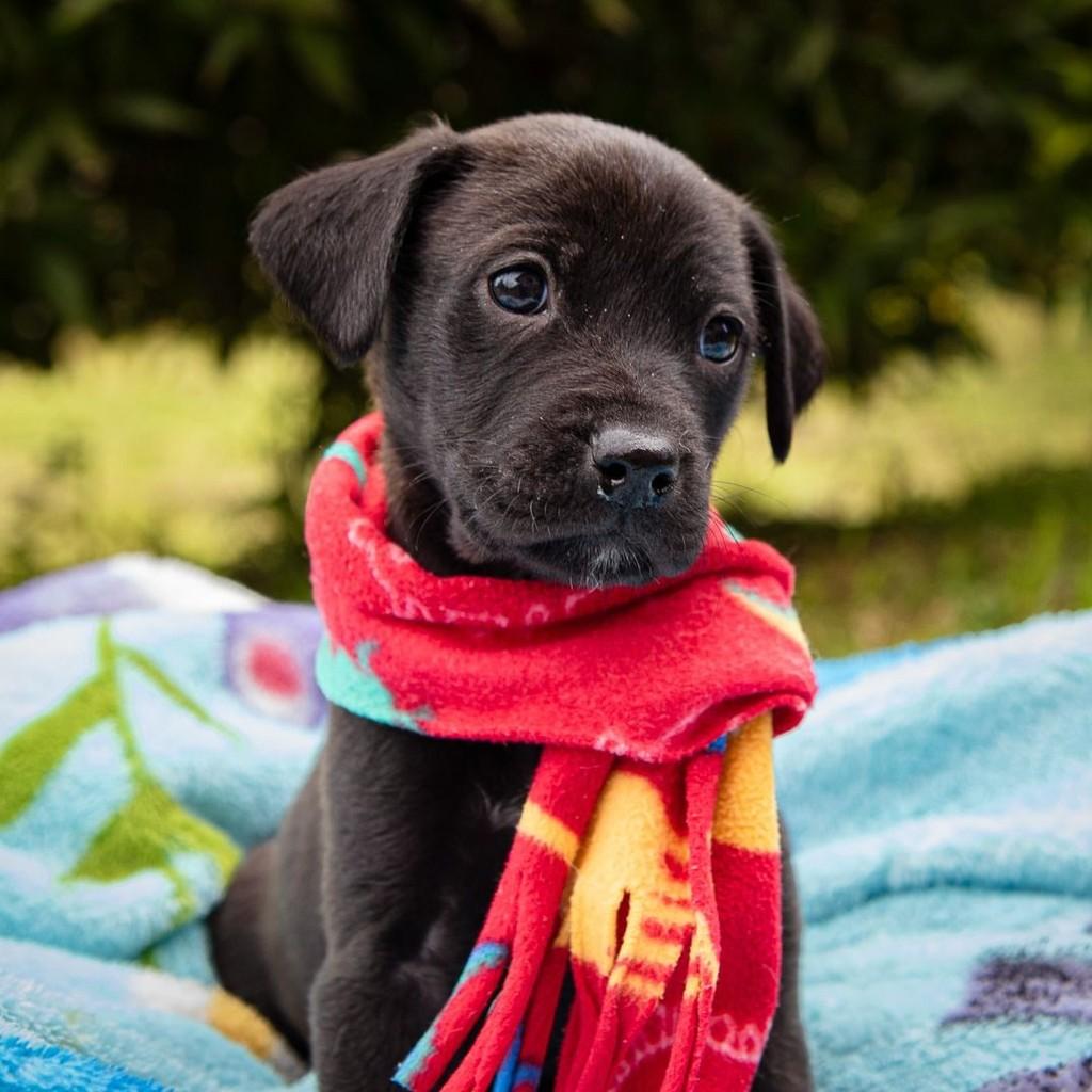 Muffin, cachorro de porte pequeno para adoção em Garibaldi - RS — foto 5 de 6