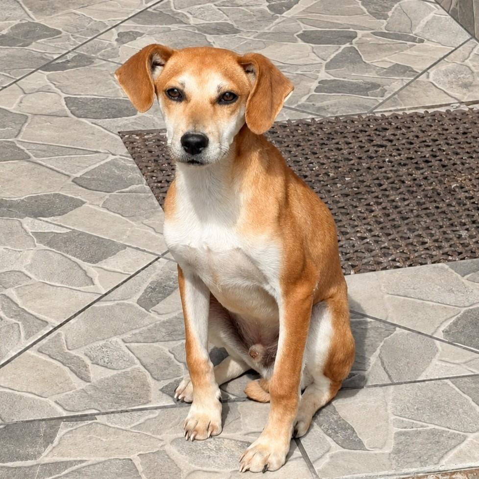 Tobias, cachorro de porte médio para adoção em Garibaldi - RS