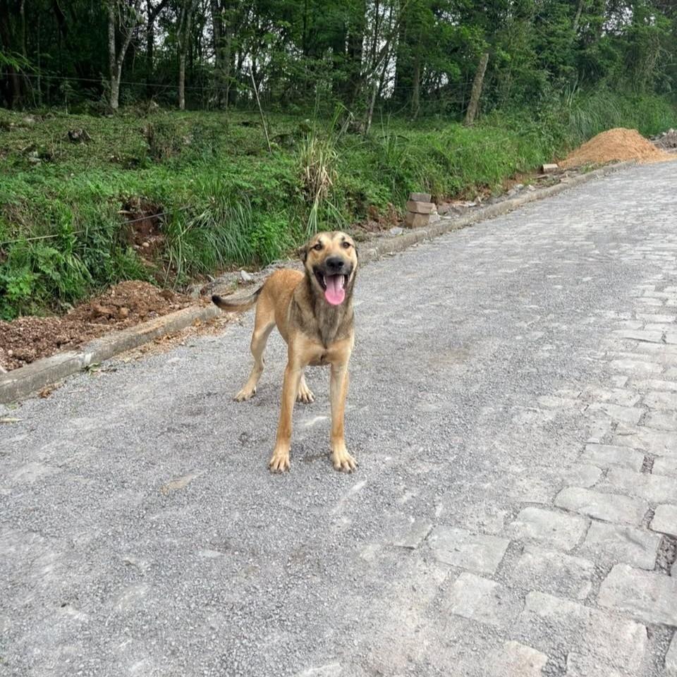 Caradecão, cachorro de porte médio para adoção em Garibaldi - RS