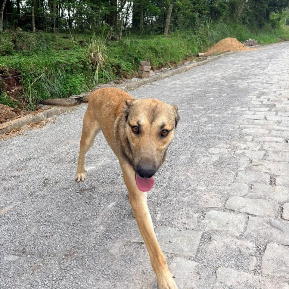 Caradecão, cachorro de porte médio para adoção em Garibaldi - RS — foto 2 de 3
