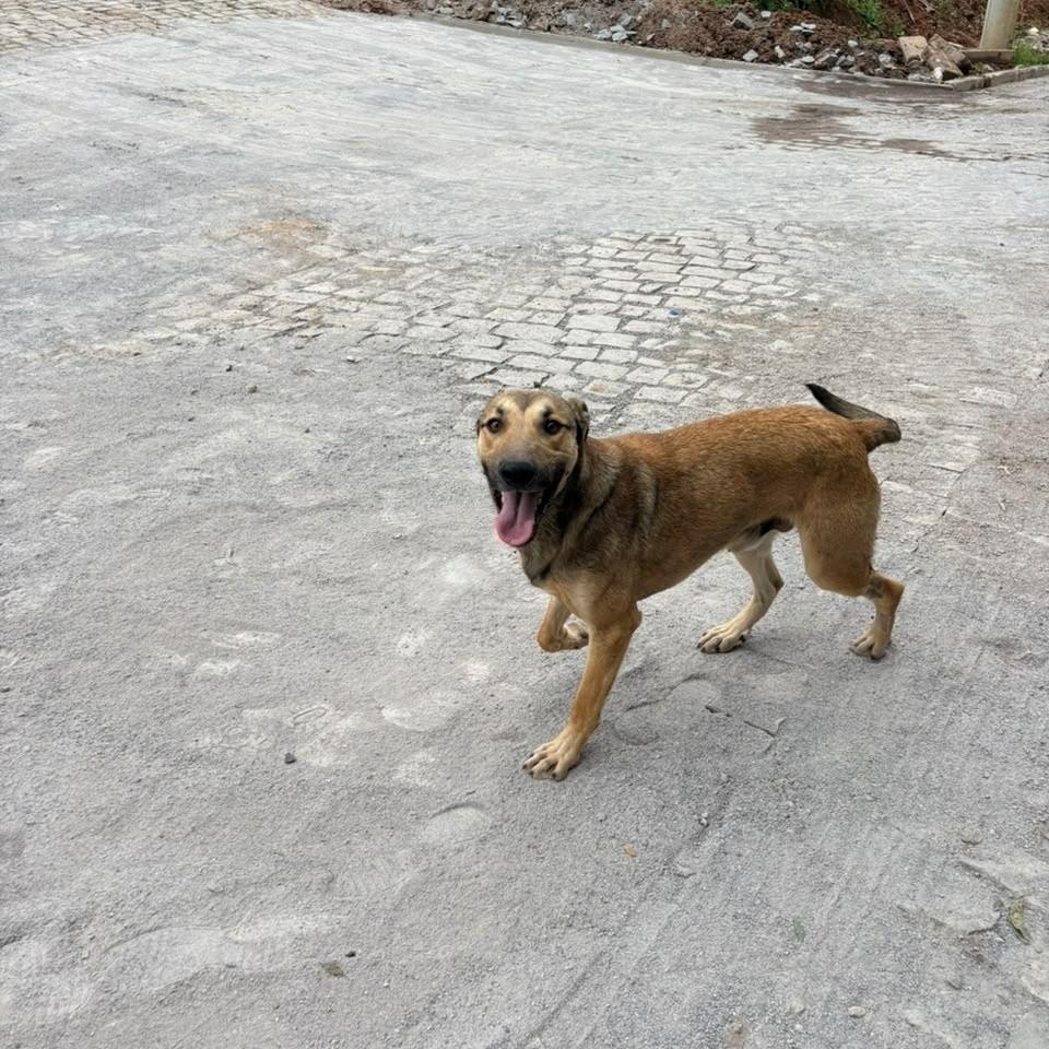 Caradecão, cachorro de porte médio para adoção em Garibaldi - RS — foto 3 de 3