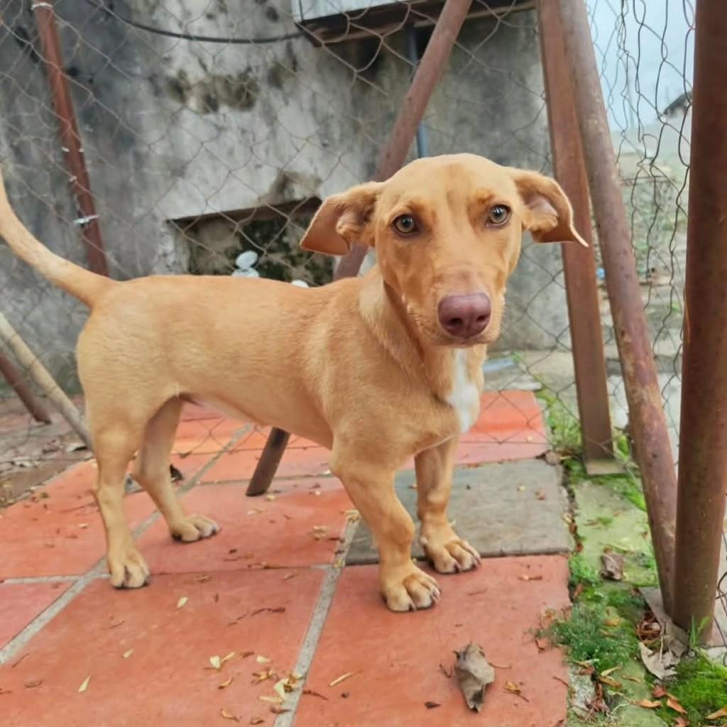 Caramela, cadela para adoção em Garibaldi - RS