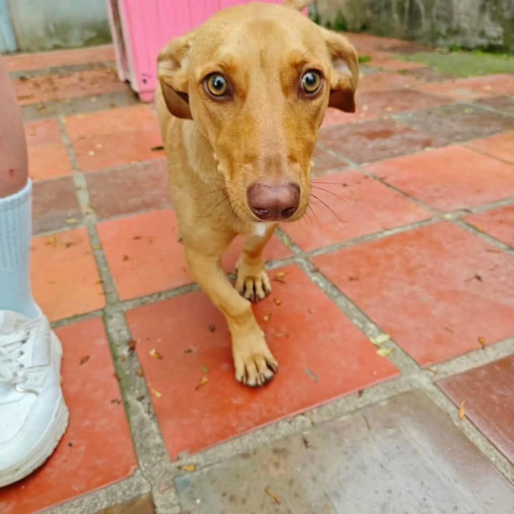 Caramela, cadela para adoção em Garibaldi - RS — foto 2 de 4