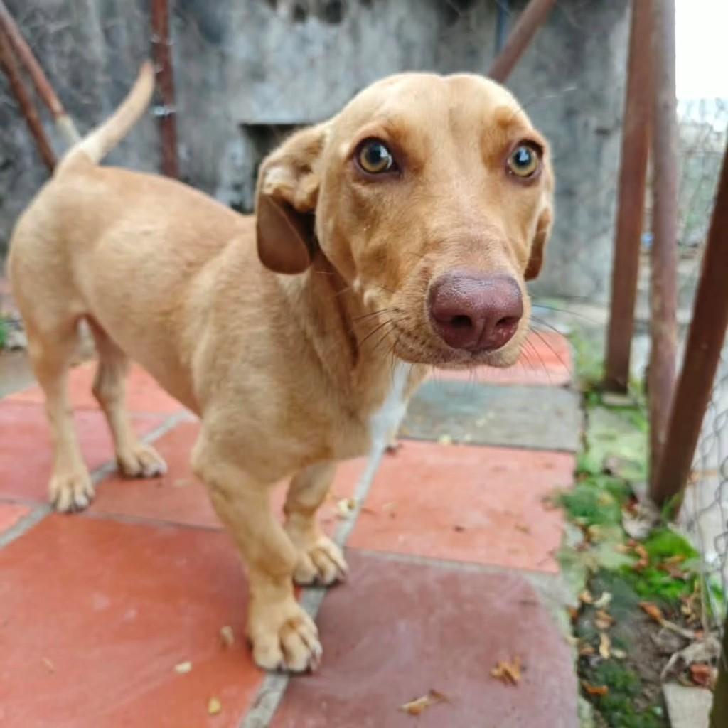 Caramela, cadela para adoção em Garibaldi - RS — foto 3 de 4