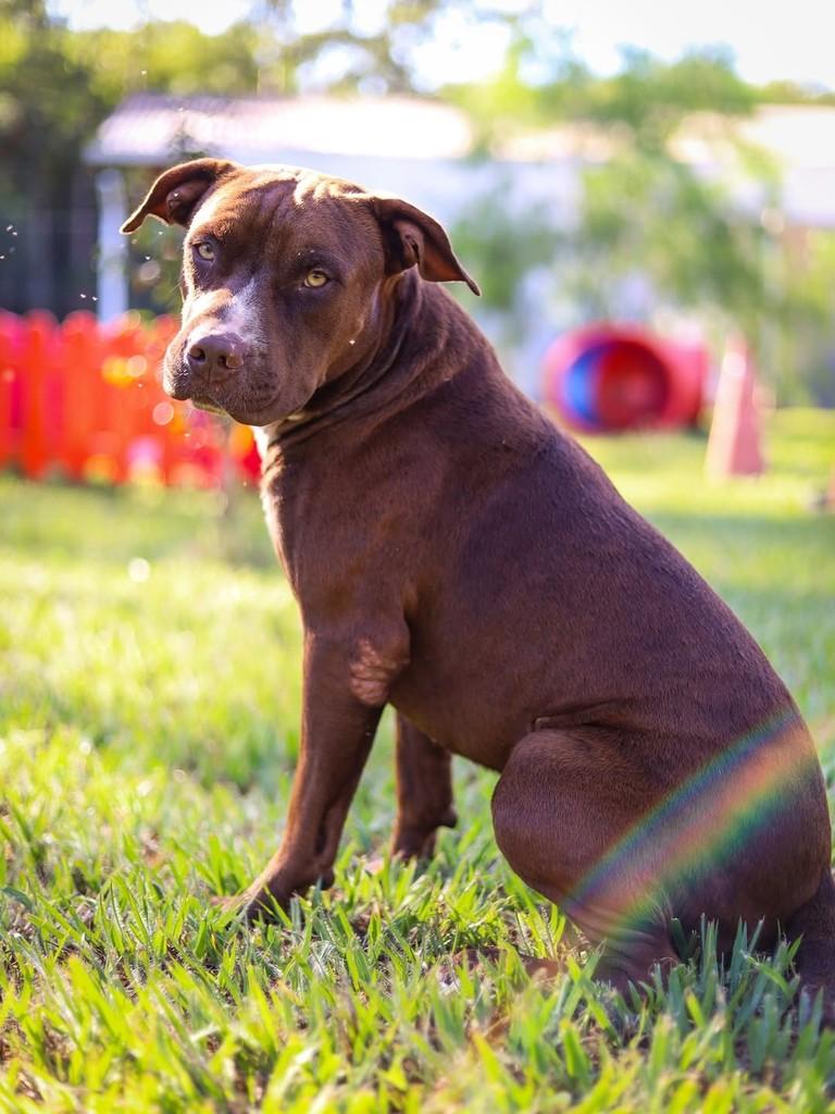 Chocolate, cachorro de porte médio para adoção em Maringá - PR