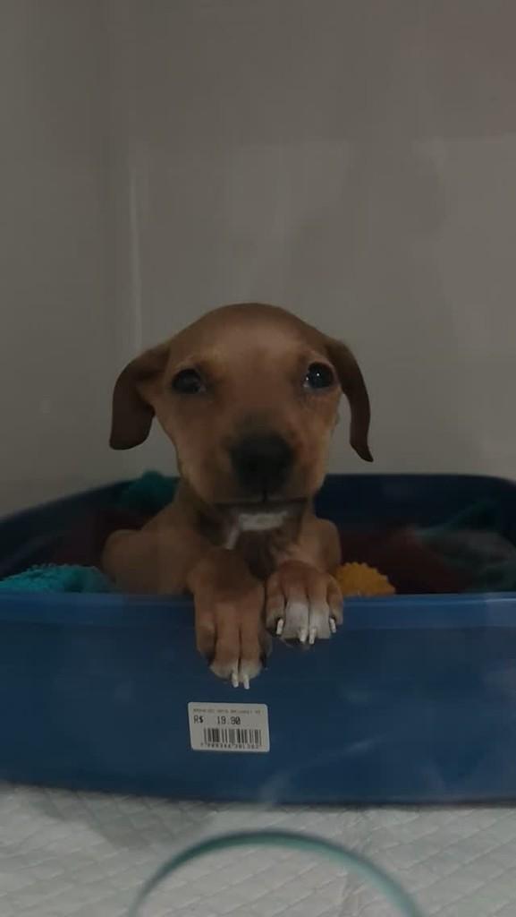 McQueen, cachorro de porte pequeno para adoção em Maringá - PR
