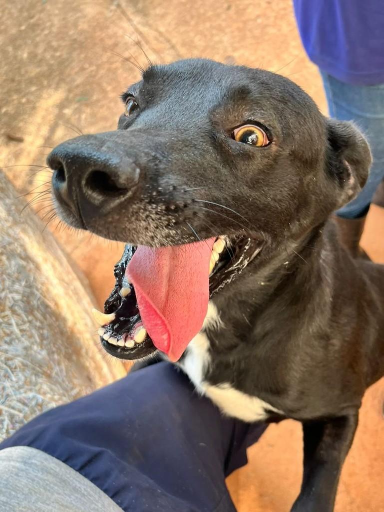 Zico, cachorro de porte médio para adoção em Pilar do Sul - SP